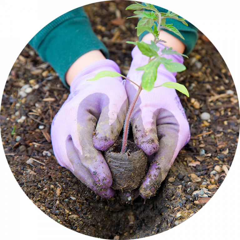 gloved hands planting a plant in the garden