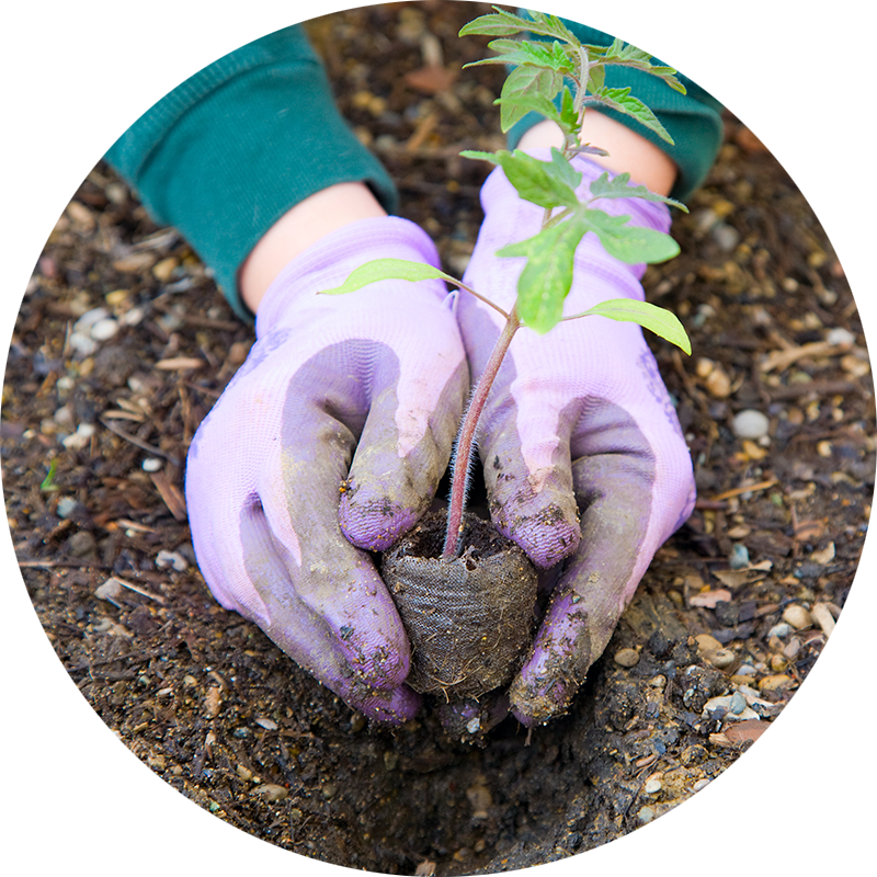 gloved hands planting a plant in the garden