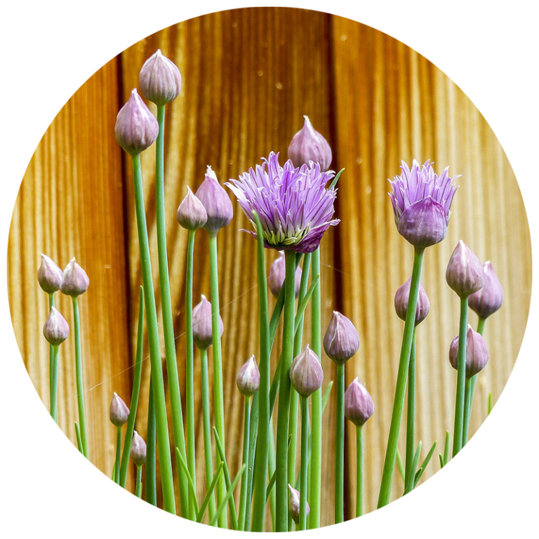 companion planting