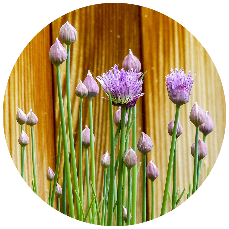 companion planting