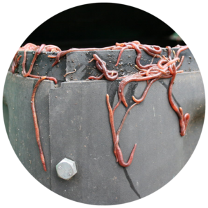 worms in a gray worm composting bin