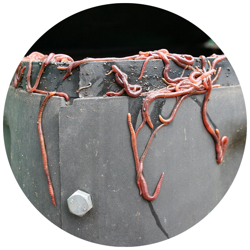 worms in a gray worm composting bin