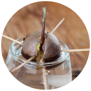 Sprouting avocado seed with toothpicks suspended over glass of water