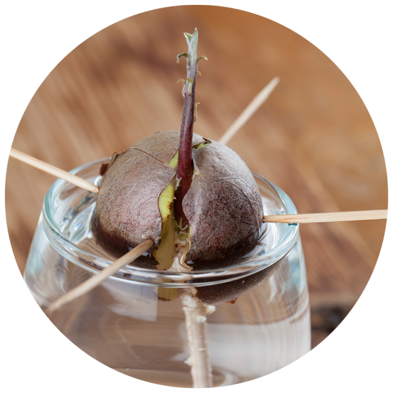 An avocado pit with a sprout growing out the top. It is suspended above a glass of water using toothpicks.
