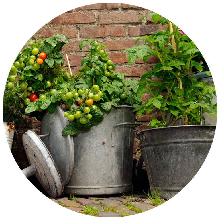 container gardening with vegetables
