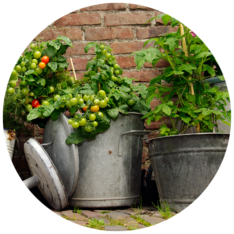 container gardening with vegetables