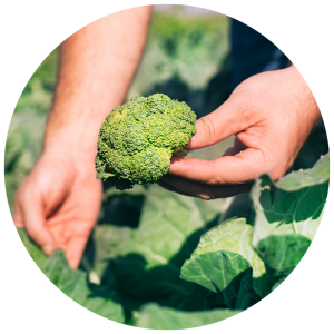hands holding broccoli in the garden