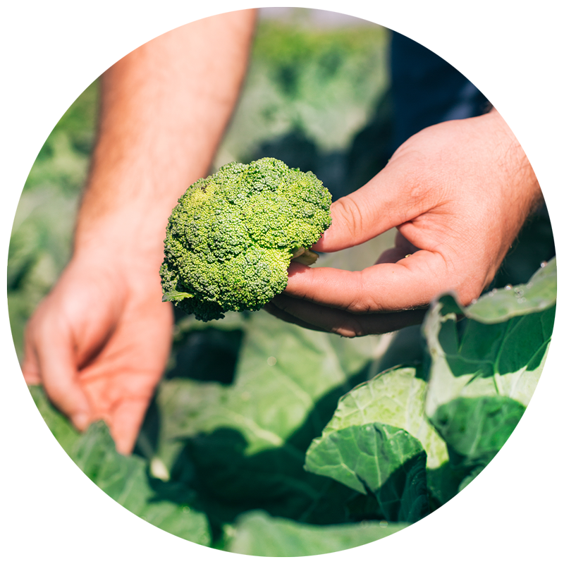hands holding broccoli in the garden