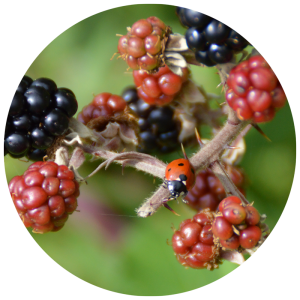 ladybug on a berry bush