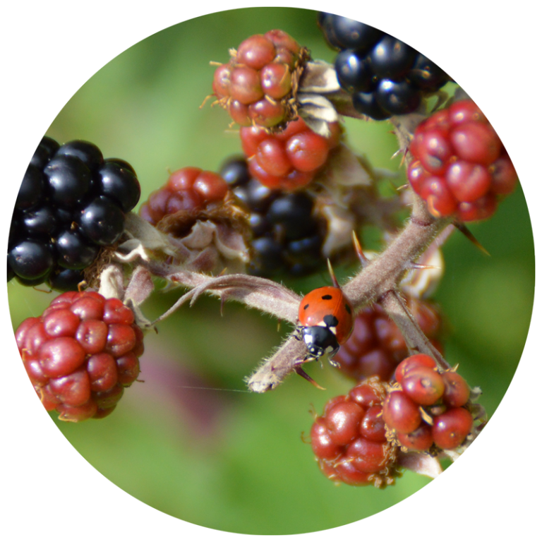 ladybug on a berry bush