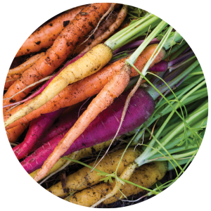 pile of carrot varieties from the garden