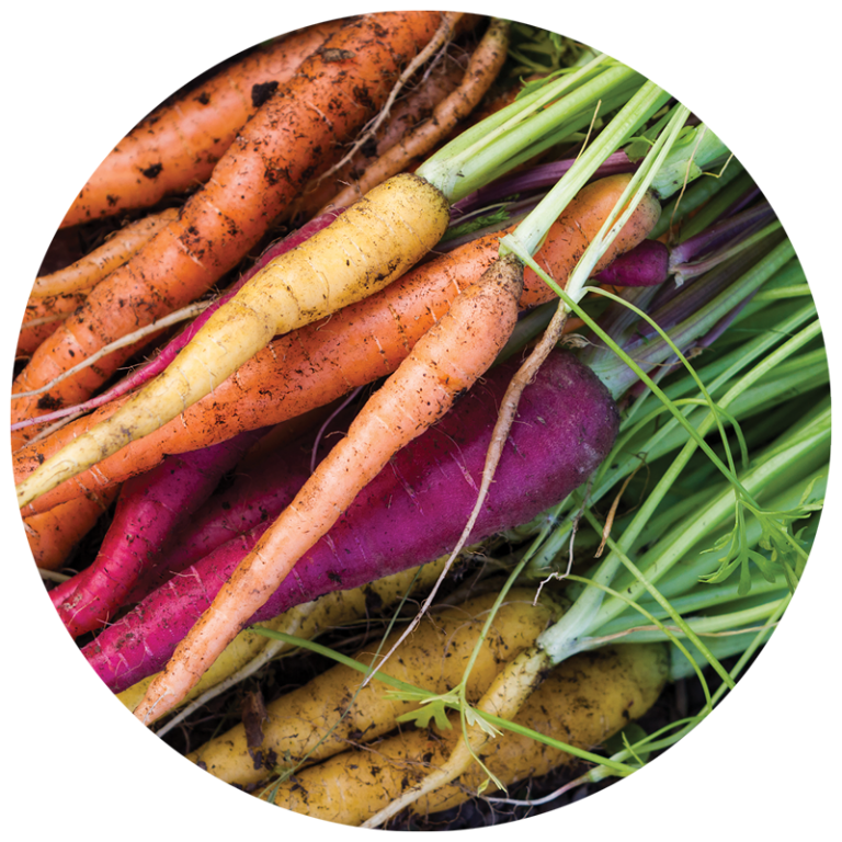 pile of carrot varieties from the garden