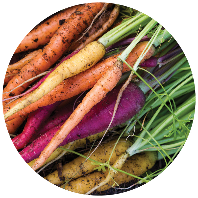 pile of carrot varieties from the garden
