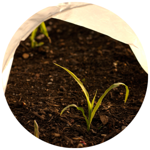 plant growing under a cover-up