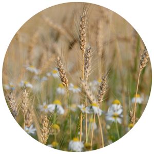 wild grasses and flowers