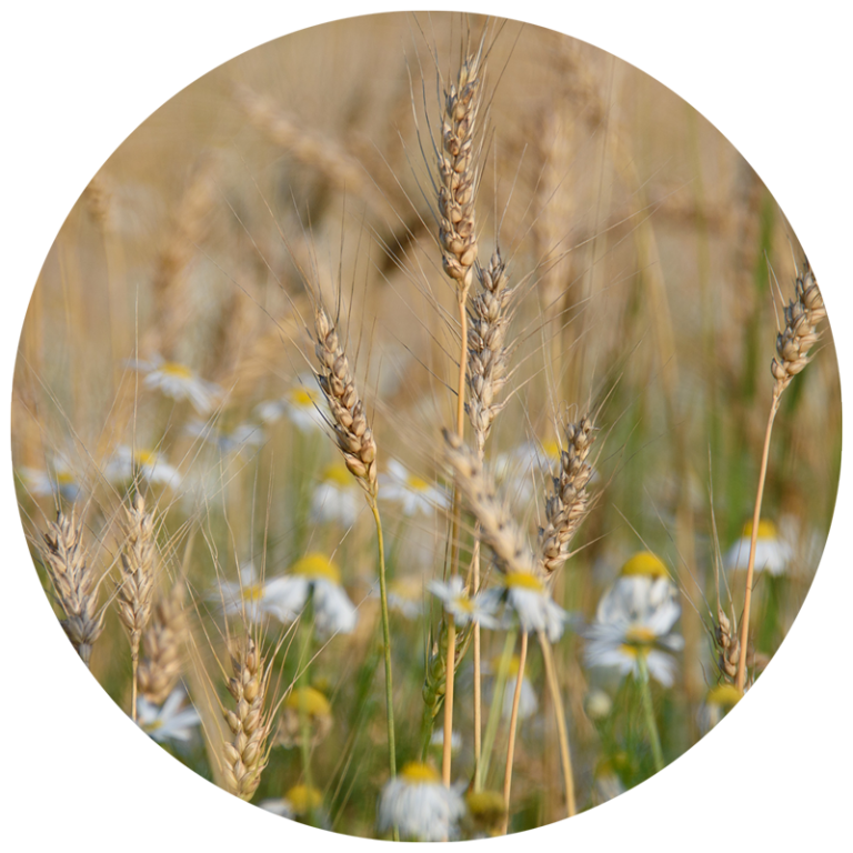 wild grasses and flowers