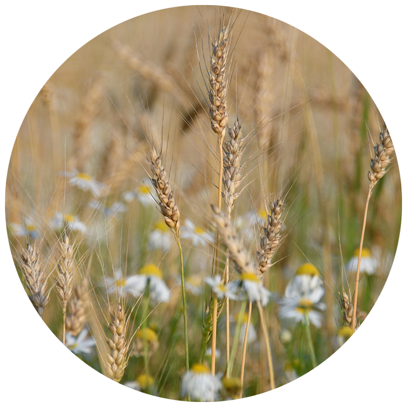 wild grasses and flowers