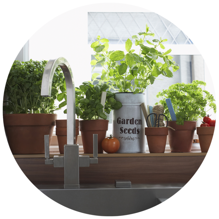 plants inside on windowsill