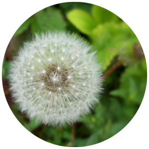 white dandelion seeds