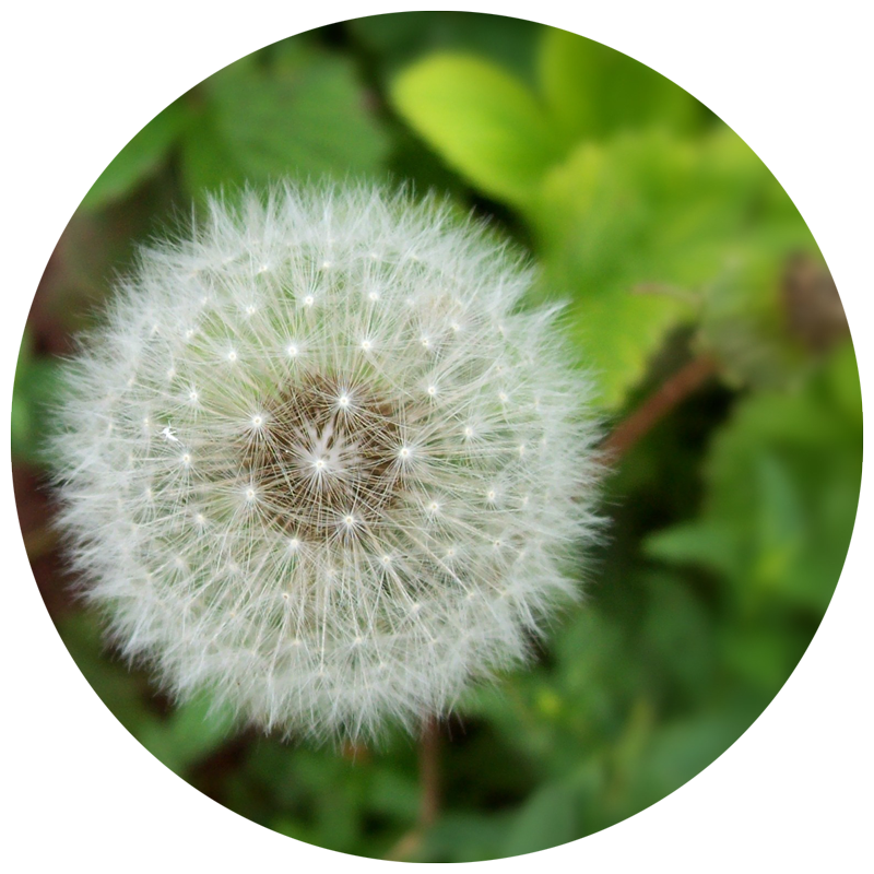 white dandelion seeds