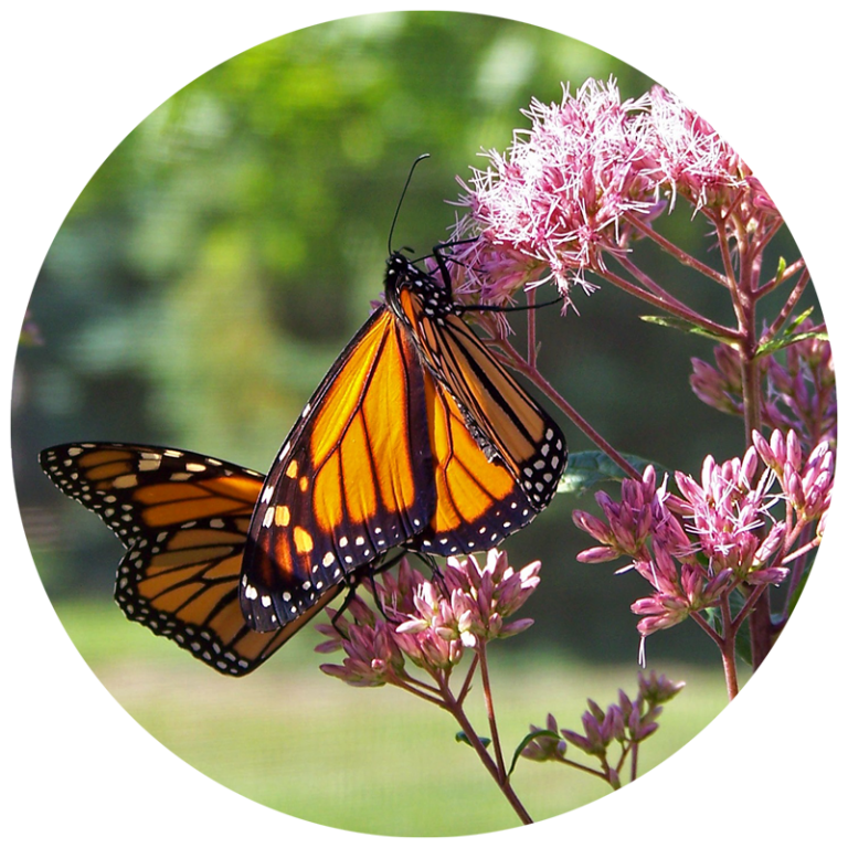 monarch butterflies on milkweed