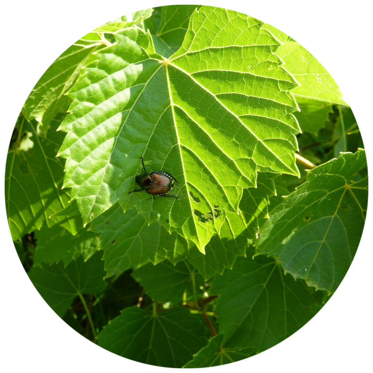 Japanese beetle on leaf