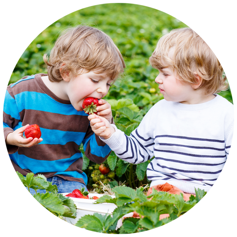 two boys eating strawberries outside