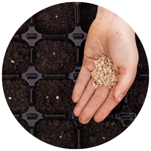 hand holding seeds for seed starting