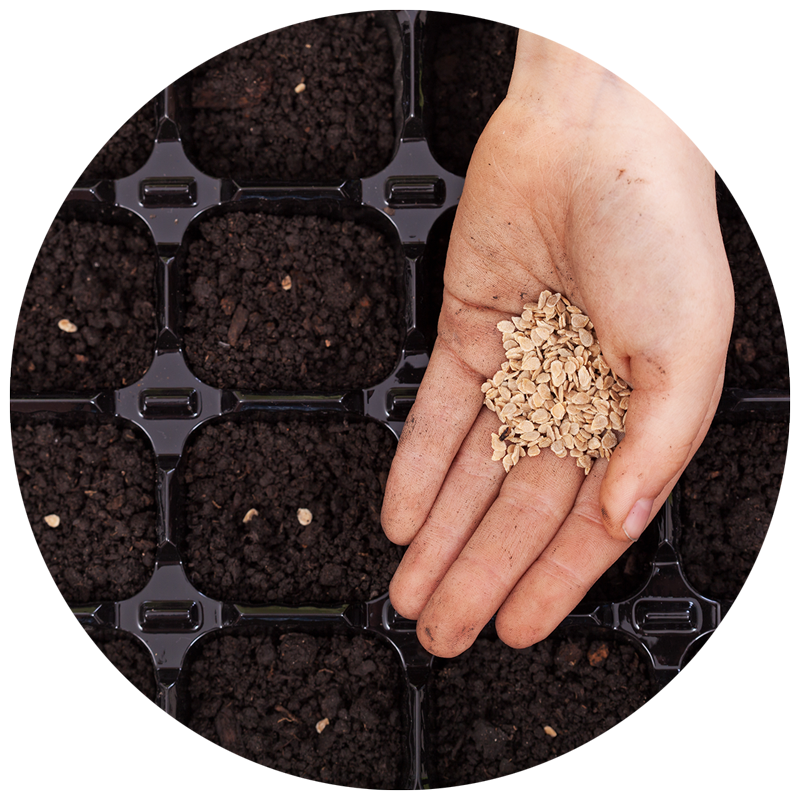 hand holding seeds for seed starting