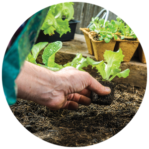 transplanting a plant into a garden bed