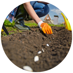planting seeds in a row in the garden