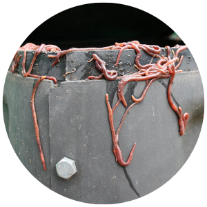 red wriggler worms coming out of worm compost bin