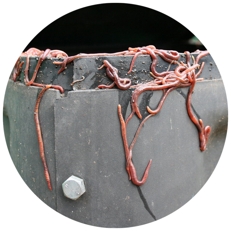 red wriggler worms coming out of worm compost bin