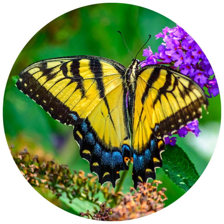 Yellow butterfly on a purple flower
