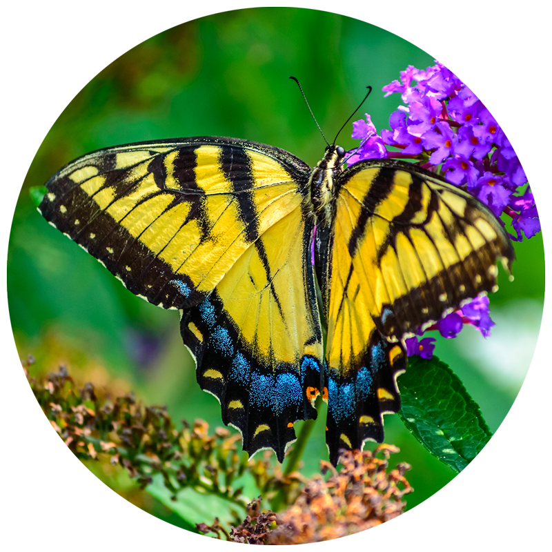 Butterfly Garden Name Ideas