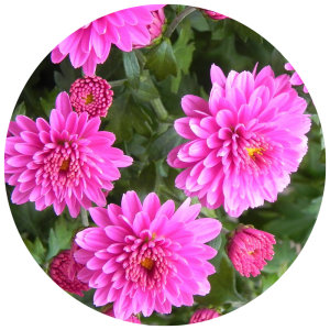 Close up of pink flowers in a garden in bloom