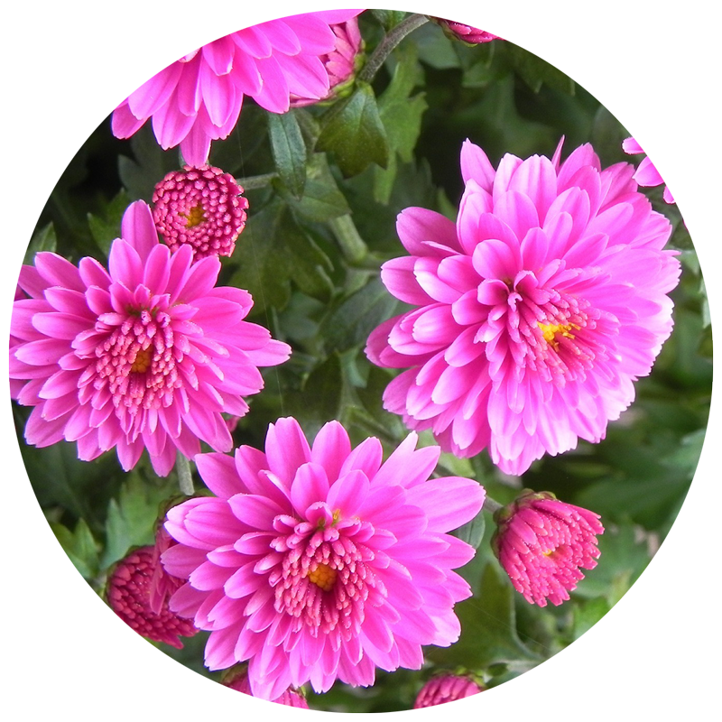 Close up of pink flowers in a garden in bloom