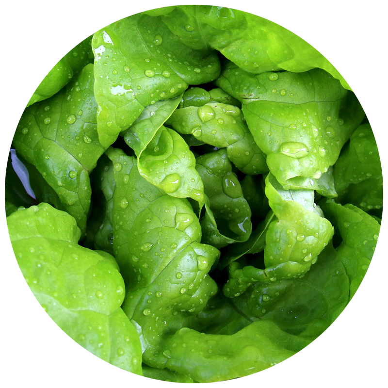 lettuce lesson