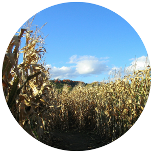 pathway into a corn maze