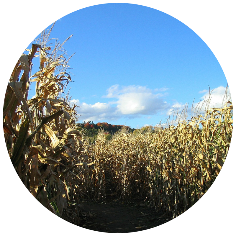 pathway into a corn maze