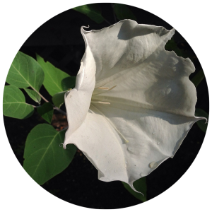 Close up of a moonflower for a garden theme of plants that bloom at night