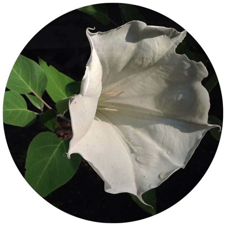 Close up of a moonflower for a garden theme of plants that bloom at night