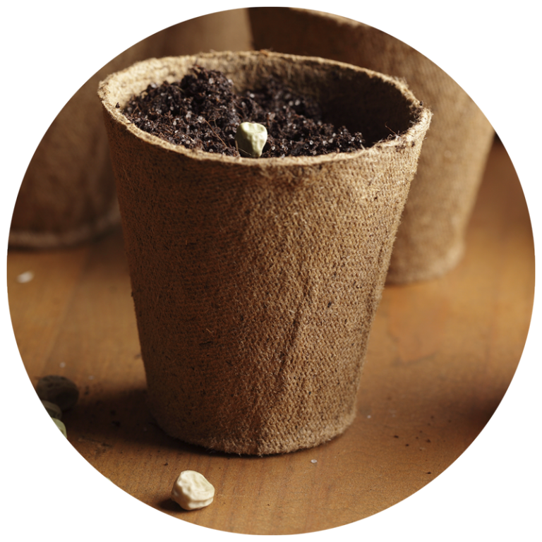 A single seed in a compostable pot filled with soil. One other seed is on the outside of pot.