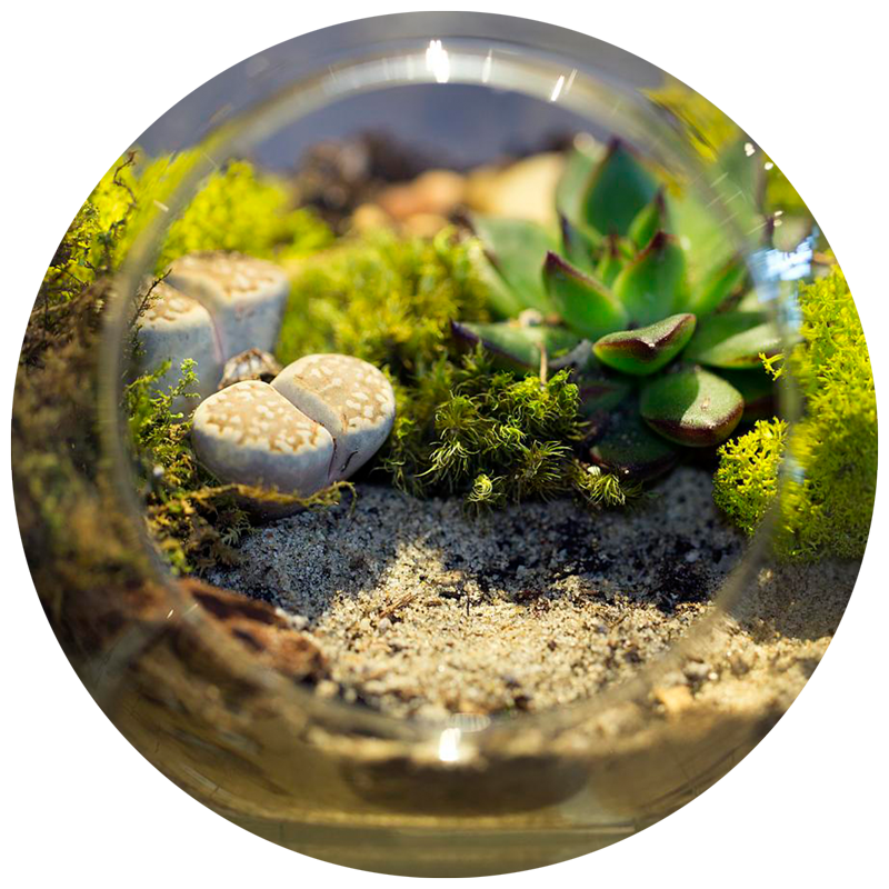 The BEST Step-by-Step Guide for Making a Terrarium!