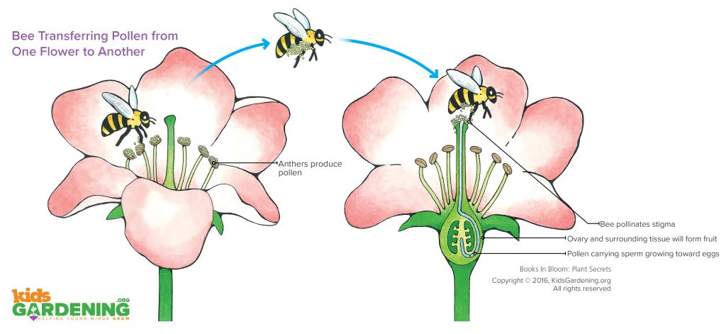 how process pollination Be a Plans Lesson Kidsgardening  Bee