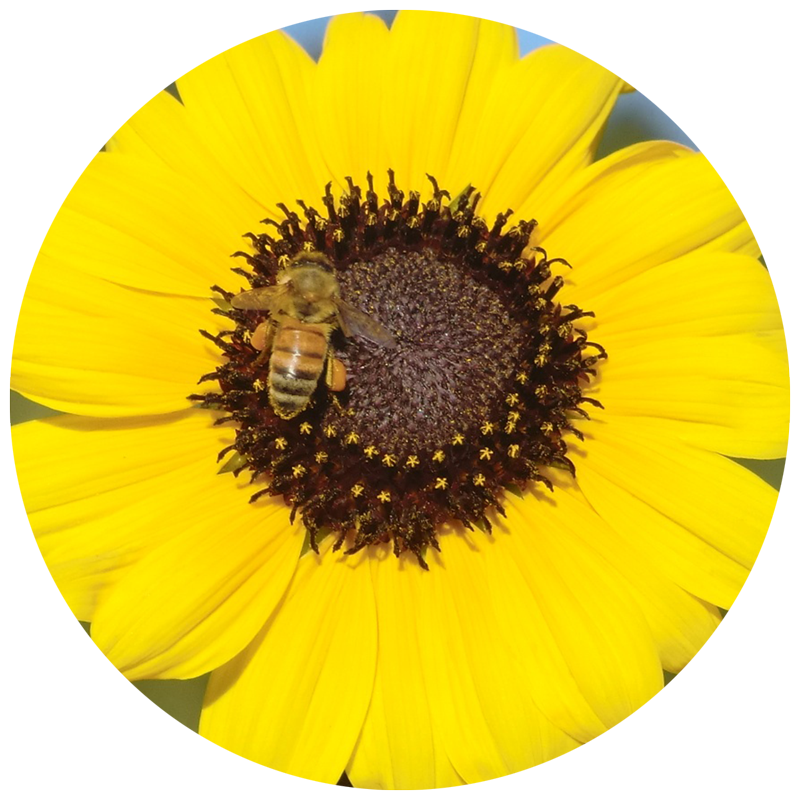 lesson-plans-be-a-bee-kidsgardening