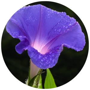 purple flower with drops of dew