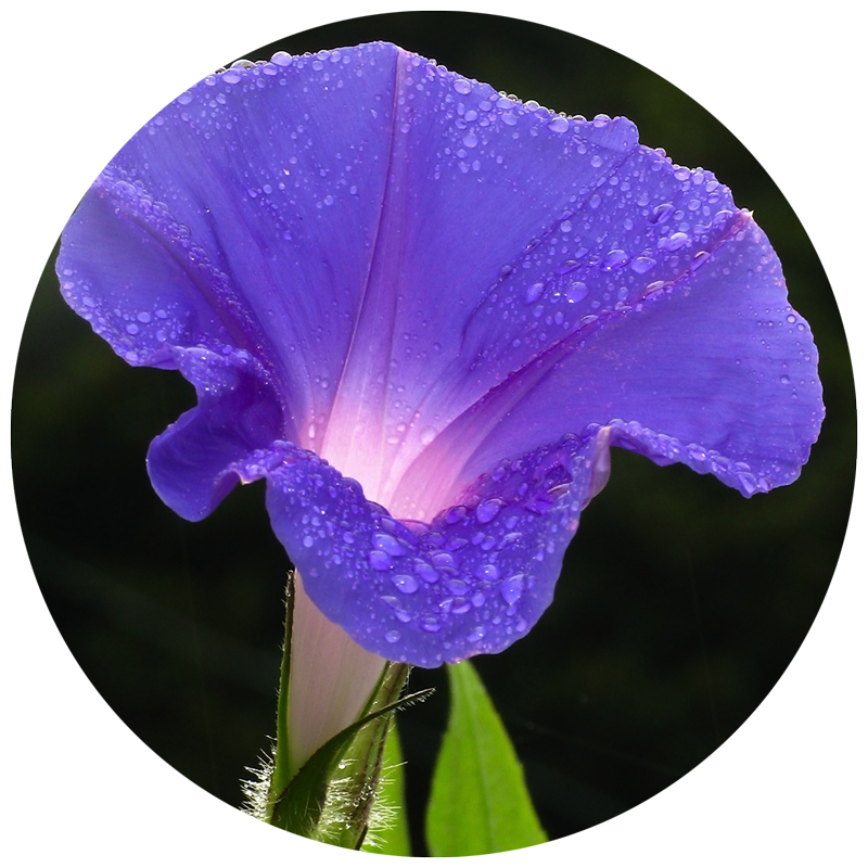 purple flower with drops of dew