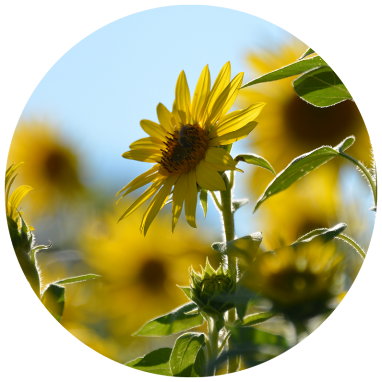sunflower head