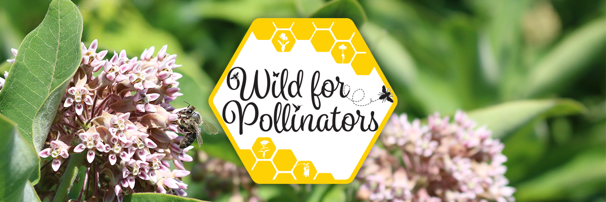 Pollinators essay image